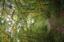 Forêt de Vauluisant